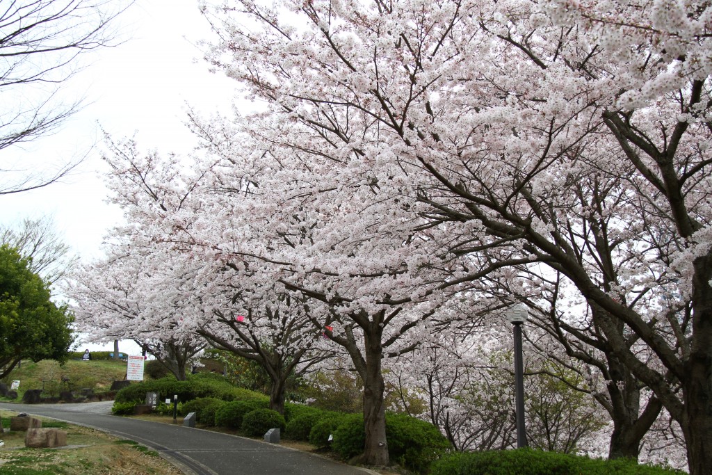 中尾城公園・桜