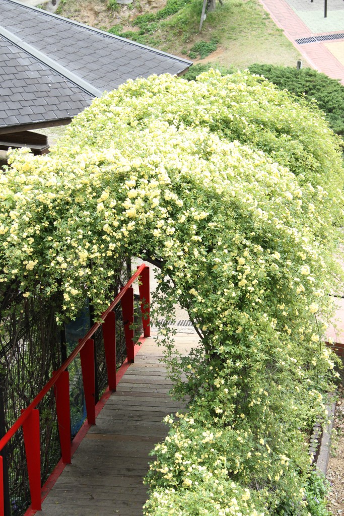 中尾城公園・モッコウバラのアーチ