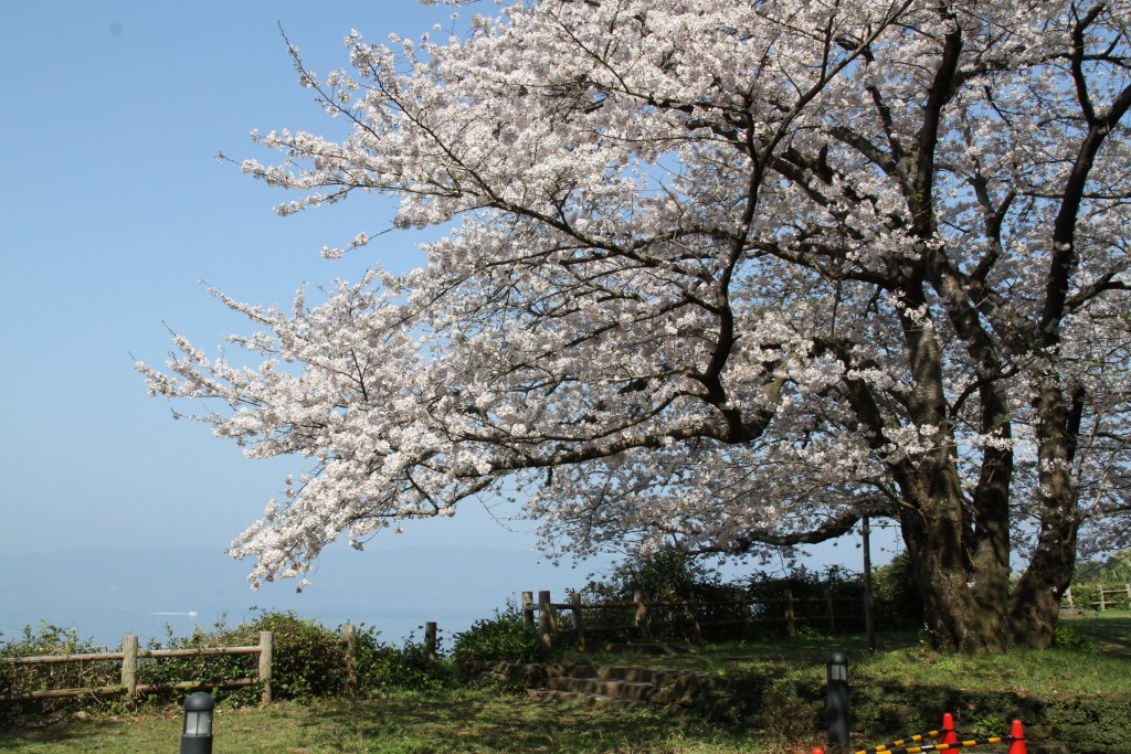 和三郎憩いの広場・桜と海
