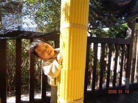 柱からこんにちは