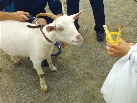 ふれあい動物園